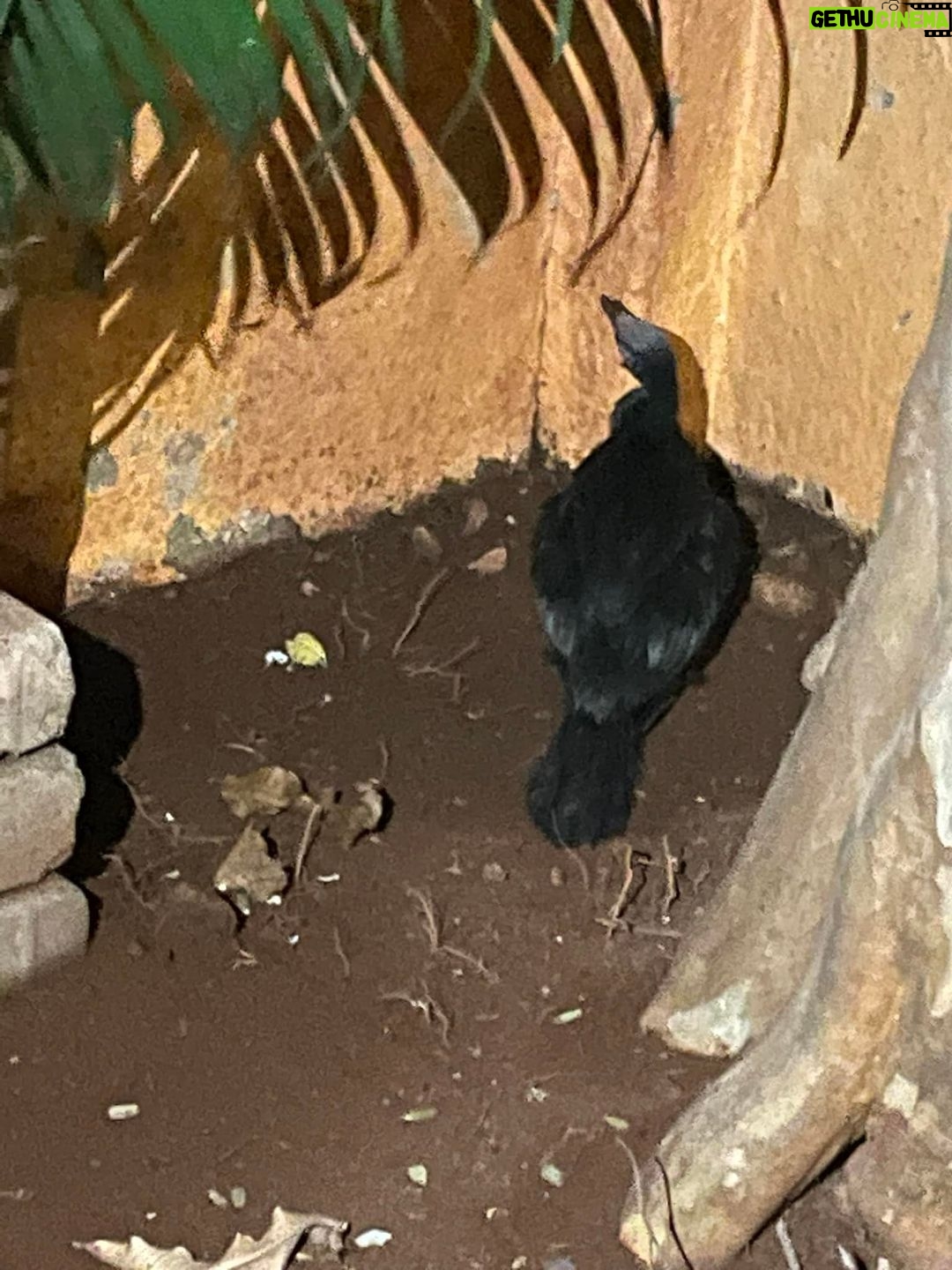 Manava Naik Instagram - An unexpected visitor! This fellow dropped down from the sky! Literally... Long neck, long beak, duck feet... obviously my fairy tale mind said... The Ugly Duckling..... this is a swan!!! But Sucharita Apte identified it as a cormorant. She said there are no swans in Mumbai šš¤¦š»āāļø. Subadult, juvenile.... cordon him off! Give water, secure him!!!!! So we pushed him to a corner in the compound and went up to get something to cordon him! When i came down, a cat had smelled her pray! She was there standing 1 foot away from the bird... to attack! My blood gushed... I yelled.. the cat disappeared. Our small fellow was then kept safe in here. BNHS, google Numbers, Animal help websites, PETA... tried all but no one responded! So Sucharita gave me a number and he gave another number and then another and Yohoooooooo 2 archangel came from thin air... rescued the fellow! They knew exactly how to catch and hold this bird! As our 2 hour visitor left... he took a part of me along! where will you take him, to the doctor, bird sanctuary... i poured questions and the rescuers gave me confidence!!! He'll be fine š I hope he is back in his habitat!!! A happy heart ā„ļø #birds #animals #pets #rescue