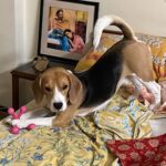 Manava Naik Instagram - Happy birthday Nepoleon #nepo #beagle #life #pet #love