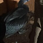Manava Naik Instagram - An unexpected visitor! This fellow dropped down from the sky! Literally... Long neck, long beak, duck feet... obviously my fairy tale mind said... The Ugly Duckling..... this is a swan!!! But Sucharita Apte identified it as a cormorant. She said there are no swans in Mumbai 😂🤦🏻‍♀️. Subadult, juvenile.... cordon him off! Give water, secure him!!!!! So we pushed him to a corner in the compound and went up to get something to cordon him! When i came down, a cat had smelled her pray! She was there standing 1 foot away from the bird... to attack! My blood gushed... I yelled.. the cat disappeared. Our small fellow was then kept safe in here. BNHS, google Numbers, Animal help websites, PETA... tried all but no one responded! So Sucharita gave me a number and he gave another number and then another and Yohoooooooo 2 archangel came from thin air... rescued the fellow! They knew exactly how to catch and hold this bird! As our 2 hour visitor left... he took a part of me along! where will you take him, to the doctor, bird sanctuary... i poured questions and the rescuers gave me confidence!!! He'll be fine 😇 I hope he is back in his habitat!!! A happy heart ♥️ #birds #animals #pets #rescue