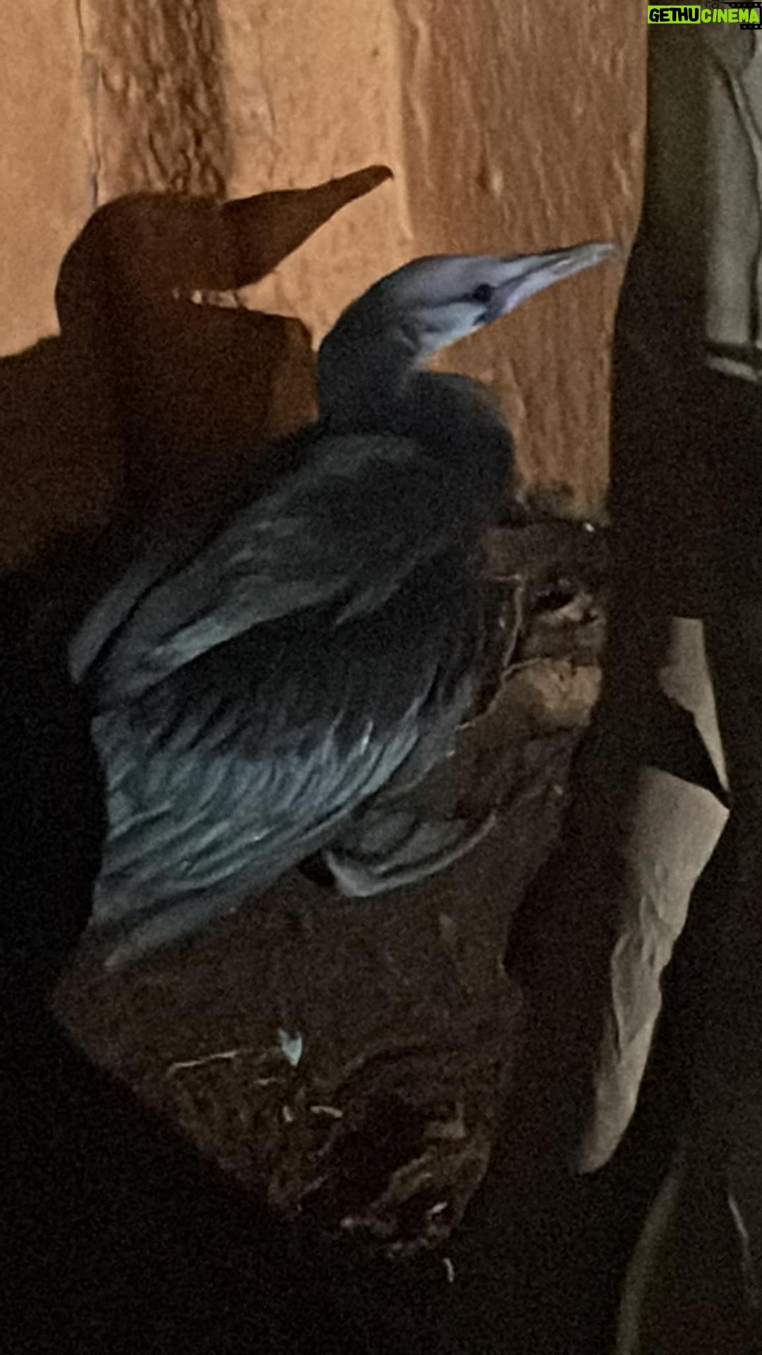 Manava Naik Instagram - An unexpected visitor! This fellow dropped down from the sky! Literally... Long neck, long beak, duck feet... obviously my fairy tale mind said... The Ugly Duckling..... this is a swan!!! But Sucharita Apte identified it as a cormorant. She said there are no swans in Mumbai šš¤¦š»āāļø. Subadult, juvenile.... cordon him off! Give water, secure him!!!!! So we pushed him to a corner in the compound and went up to get something to cordon him! When i came down, a cat had smelled her pray! She was there standing 1 foot away from the bird... to attack! My blood gushed... I yelled.. the cat disappeared. Our small fellow was then kept safe in here. BNHS, google Numbers, Animal help websites, PETA... tried all but no one responded! So Sucharita gave me a number and he gave another number and then another and Yohoooooooo 2 archangel came from thin air... rescued the fellow! They knew exactly how to catch and hold this bird! As our 2 hour visitor left... he took a part of me along! where will you take him, to the doctor, bird sanctuary... i poured questions and the rescuers gave me confidence!!! He'll be fine š I hope he is back in his habitat!!! A happy heart ā„ļø #birds #animals #pets #rescue