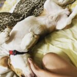 Manava Naik Instagram - Good morning stages #morning #beagle #beaglesofinstagram #pets #mypet #doglover #nepo #neponme