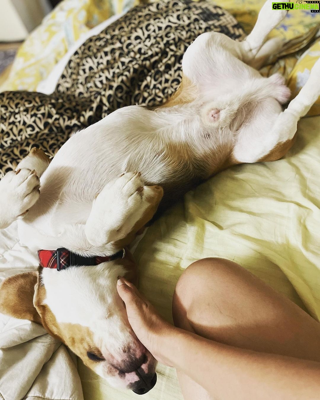 Manava Naik Instagram - Good morning stages #morning #beagle #beaglesofinstagram #pets #mypet #doglover #nepo #neponme