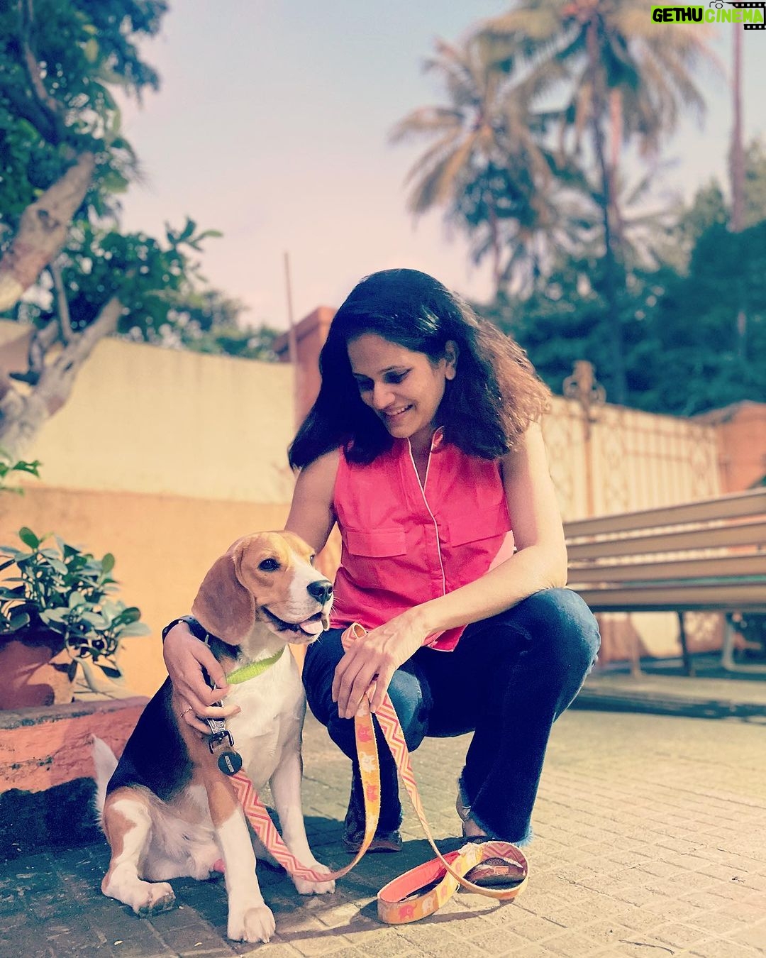 Manava Naik Instagram - Evening walks are good for health. #nepoandme #beagle #beagles #dogsofinstagram #pets #petsofinstagram #walks #life