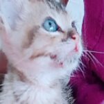 Manjusha Martin Instagram – 🌹R I P🌹

Hi all , Unni here 🤗(birth 20-06-2018
  Death 24-03-2022) Bhoomiyil jeevichiruna Atreyum naal enne snehichiruna ellarkum nanny ❤️ inale Ratry expect cheyyathe nadana pattikalude attack I’ll enik cheruthu nilkan saadhichilla… (Ithanu parents ine obey cheyyanam Enu parayunath 🙈mariyathak Avar paranja pole veetil iruna mathyarnu.. Chumma chutti Karagan poyatha )Ennalum Sarilla jeevichiruna atrayum naal njan happy aayirunu… Ponnupole ente family enne Nokki.. 😍 but I will miss you papa, amma, velyechi n kunjechi ❤ njan poyal Entha , ente ormakal Ivide thane undallo ❤apo Ellarum happy ayit jeevika ..jeevan ulla Atrem naal parsparam snehika karanam maranam Epo venel enghane venel aarku venel sambhavikam. ❤

OUR UNNI IS NO MORE, PLEASE REMEMBER HIM AND US ON YOUR PRAYERS 🙏