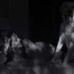 Megha Gupta Instagram - ɢʀᴀᴛɪᴛᴜᴅᴇ ᴛᴀɴᴋ ɪꜱ ꜰᴜʟʟ ᴍᴏʙɪ + ᴍᴀɴᴀ @shashang_iyer #weekend #home #bw #dogsofinstagram