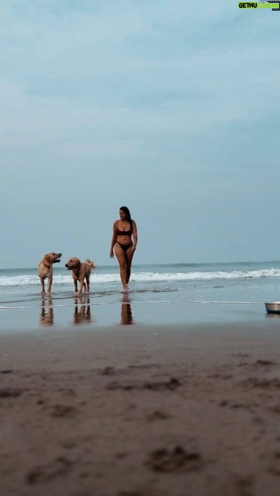 Megha Gupta Instagram - 𝟹 𝚝𝚑𝚒𝚗𝚐𝚜 - 𝙷𝚎𝚊𝚟𝚢 𝚘𝚗 𝚔𝚎𝚎𝚙𝚒𝚗𝚐 𝚝𝚘𝚍𝚊𝚢 𝚕𝚒𝚐𝚑𝚝 𝙶𝚒𝚟𝚒𝚗𝚐 𝚖𝚢𝚜𝚎𝚕𝚏 𝚝𝚑𝚎 𝚙𝚎𝚛𝚖𝚒𝚜𝚜𝚒𝚘𝚗 𝚊𝚗𝚍 𝚏𝚛𝚎𝚎𝚍𝚘𝚖 𝚝𝚘 𝚋𝚎 𝚖𝚒𝚜𝚞𝚗𝚍𝚎𝚛𝚜𝚝𝚘𝚘𝚍 𝙿𝚕𝚊𝚢𝚏𝚞𝚕 #saturday #LetsPlay #Goa #india #beachbum #beachlife #beach #dogsofinstagram #labrador #golden #retreiversofinstagram #instagram #mood #sun #sand #bikinilife #bikini #reelsinstagram #reels #meghagupta