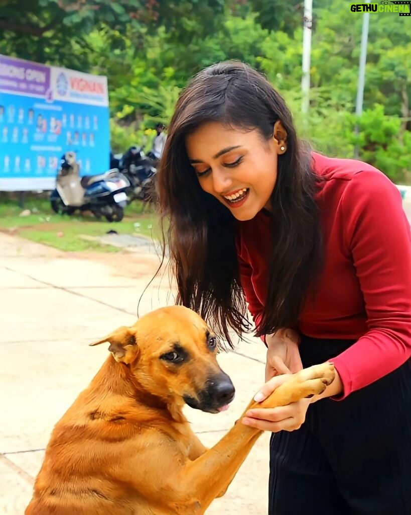 Mishti Instagram - Life is where love is.... #straydog #adoptdontshop #dogsofinstagram #dogs #dog #straydogs #dogstagram #streetdogs #streetdog #doglover #puppy #doglovers #love #dogoftheday #instagram #instadog #doglife #dogsofinsta #puppiesofinstagram #puppylove #streetdogsofindia #straydogsofinstagram #dogsofindia #cutiepie