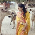Mohena Singh Instagram - Sambar Deer In The City 🏯🦌🌱 “Until one has loved an animal a part of one's soul remains unawakened” ~ Anatole France #alwarcitypalace #alwar #sambar #sambardeer #feeding #deer Alwar City Vinay Villas Palace