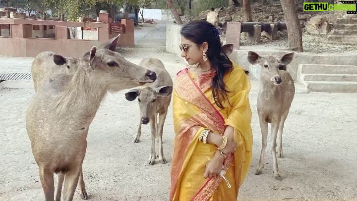 Mohena Singh Instagram - Sambar Deer In The City 🏯🦌🌱 “Until one has loved an animal a part of one's soul remains unawakened” ~ Anatole France #alwarcitypalace #alwar #sambar #sambardeer #feeding #deer Alwar City Vinay Villas Palace