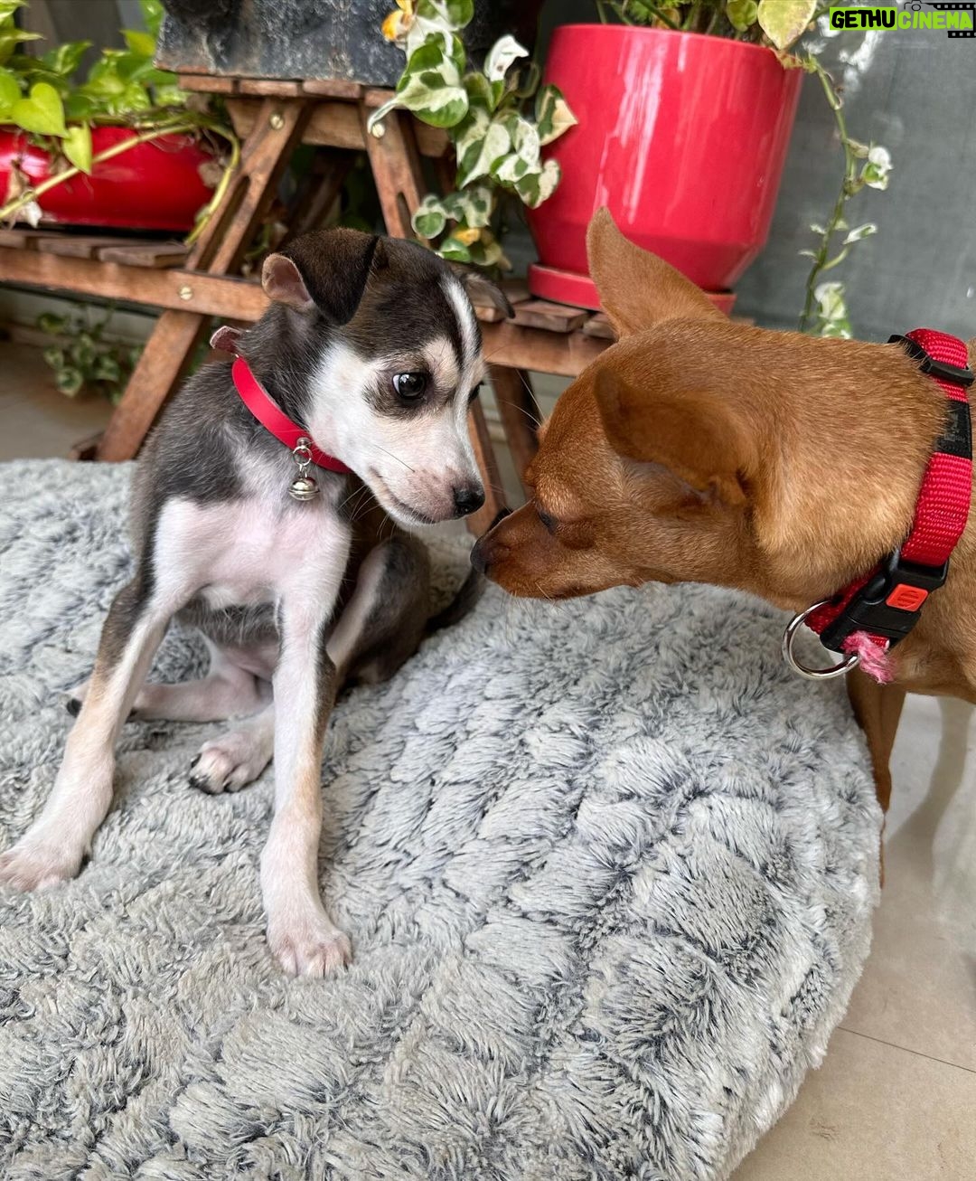 Mrudula Murali Instagram - Double trouble, double the love! Meet Mandoo (Mandodari), who wiggled her way into my heart, a true testament that love knows no boundaries.. and is all ready to take over my camera roll with her cute little sleepy-face cuteness! Kaadhu & Mandoo - the Doggo Duo adventure begins!! - with their older sister @sheeshoostories š¶ @anjalymenon1 I can't thank you enough for your big heart, and my @pooojadev , for making this happen! š¾ š¾š¾