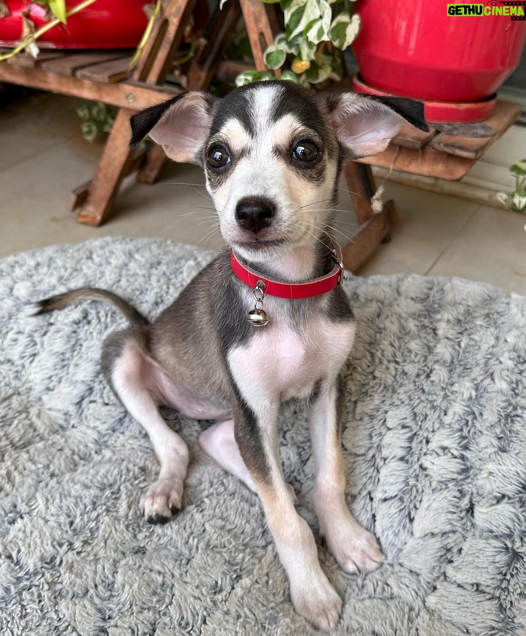 Mrudula Murali Instagram - Double trouble, double the love! Meet Mandoo (Mandodari), who wiggled her way into my heart, a true testament that love knows no boundaries.. and is all ready to take over my camera roll with her cute little sleepy-face cuteness! Kaadhu & Mandoo - the Doggo Duo adventure begins!! - with their older sister @sheeshoostories š¶ @anjalymenon1 I can't thank you enough for your big heart, and my @pooojadev , for making this happen! š¾ š¾š¾