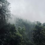 Nakshatra Murthy Instagram - Between every pine 🌲 there is a doorway to a new world 🕰️ ….. Shot by me ❤️ The love for pine trees , eucalyptus smell , mist and mountains are never ending for me 🦋