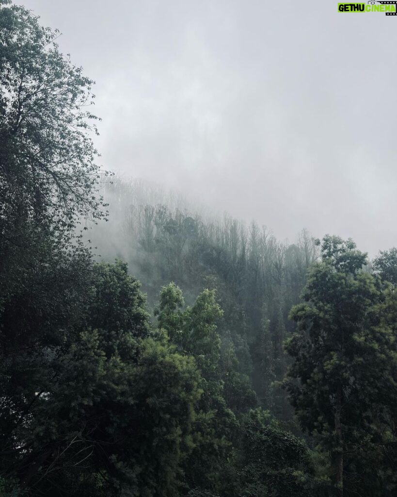 Nakshatra Murthy Instagram - Between every pine 🌲 there is a doorway to a new world 🕰️ ….. Shot by me ❤️ The love for pine trees , eucalyptus smell , mist and mountains are never ending for me 🦋