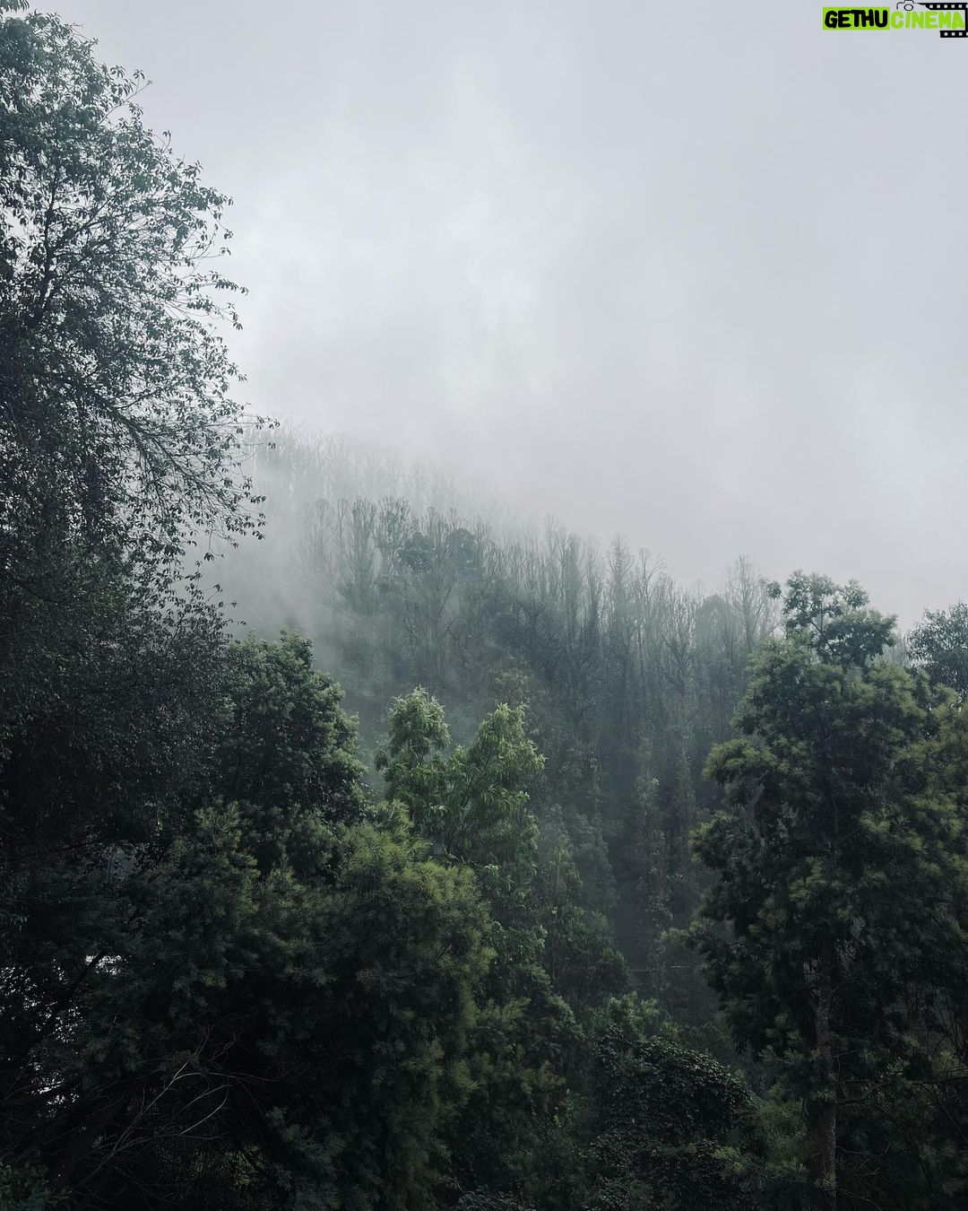 Nakshatra Murthy Instagram - Between every pine 🌲 there is a doorway to a new world 🕰️ ….. Shot by me ❤️ The love for pine trees , eucalyptus smell , mist and mountains are never ending for me 🦋