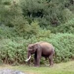 Nakshatra Murthy Instagram - Spotting Animals in Masinagudi was The Best Thing Ever to experience. The silence we both had when we heard the sounds of elephants and windy whispers and the beautiful sound of peacocks 🦚…… and suddenly bunch of elephants 🐘 were crossing,,,,, huge babies with beautiful faces ❤️and we also spotted bear 🐻 running towards the forest 🌳 and we spotted a lotttttt of deer 🦌….. it was just what we wished for . INTO THE WILD ❤️ with @vijayviruz 😘 . Adding this to my bucket list 💥