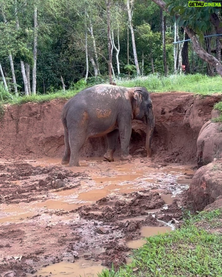 Natasa Stankovic Instagram - 🐘 ❤️ Phuket