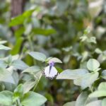 Natasa Stankovic Instagram - Adelaide Botanic Garden