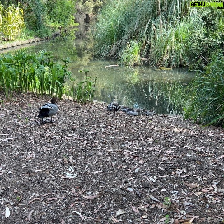 Natasa Stankovic Instagram - Adelaide Botanic Garden