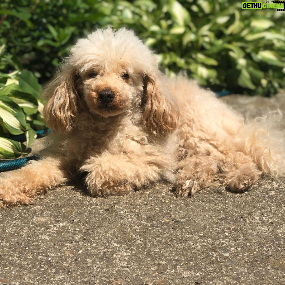 Natasa Stankovic Instagram - ππ₯Ίπ Eliot β€οΈ love you forever my first furry baby ππ«β¨ 13.03.2007-27.09.2022