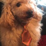 Natasa Stankovic Instagram - 💔🥺😇 Eliot ❤️ love you forever my first furry baby 💔💫✨ 13.03.2007-27.09.2022