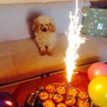 Natasa Stankovic Instagram - 💔🥺😇 Eliot ❤️ love you forever my first furry baby 💔💫✨ 13.03.2007-27.09.2022
