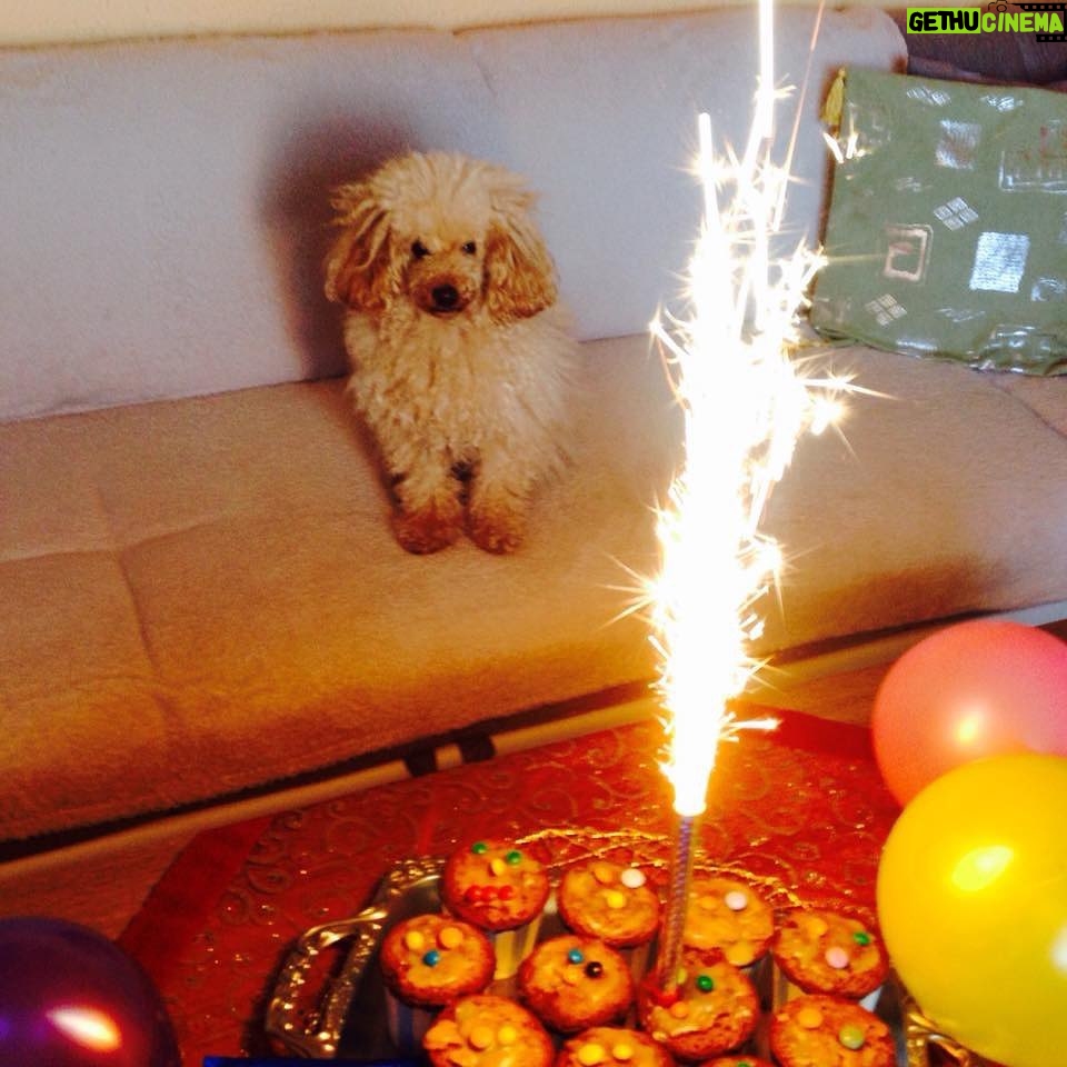 Natasa Stankovic Instagram - ππ₯Ίπ Eliot β€οΈ love you forever my first furry baby ππ«β¨ 13.03.2007-27.09.2022