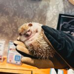 Navya Naveli Nanda Instagram - New friend 🦔 🇯🇵 Tokyo,Japan 東京,日本