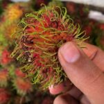 Nidhi Bhanushali Instagram - New fruit unlocked! Rambutan lychee Or hairyyyy lychee It looked hideous to me at first but ☝🏻 bite and I was charmed. What are your thoughts? #ninoandfruits Bangkok, Thailand