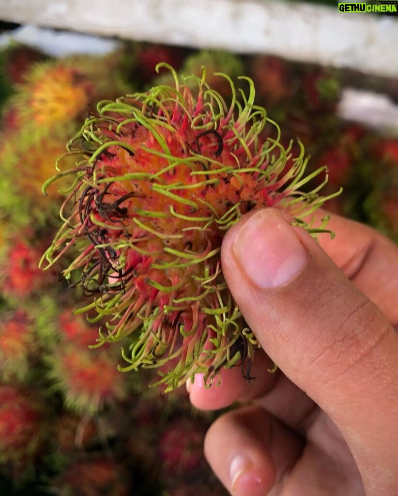 Nidhi Bhanushali Instagram - New fruit unlocked! Rambutan lychee Or hairyyyy lychee It looked hideous to me at first but ☝🏻 bite and I was charmed. What are your thoughts? #ninoandfruits Bangkok, Thailand