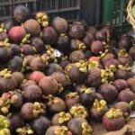 Nidhi Bhanushali Instagram - New tropical fruits unlocked! 1-2 Mangosteen. The most exotic fruit i’ve ever had to opportunity to consume! Found a cart selling it randomly one day in Mangalore and it took our fancy immediately. It also is one of the most expensive fruits I’ve ever bought at ₹400 per kg. because of how rare and difficult to transport it is. 3-4 Red Dragon. Growing up in a fruit fanatic household, white dragon fruit is part of our daily intake but never had i ever eaten a purple one until last week. Oh so tender and so sweet! 5-6 Snake fruit. With the outer shell exactly like that of a snake’s scales and inside not too far away from jackfruit - this fruit, native to Indonesia, is definitely one of its kind. 7 @_ninosaur caught in the moment most probably giving thanks to the universe for make all these fingerlicking delicious fruits! #ninoandfruits