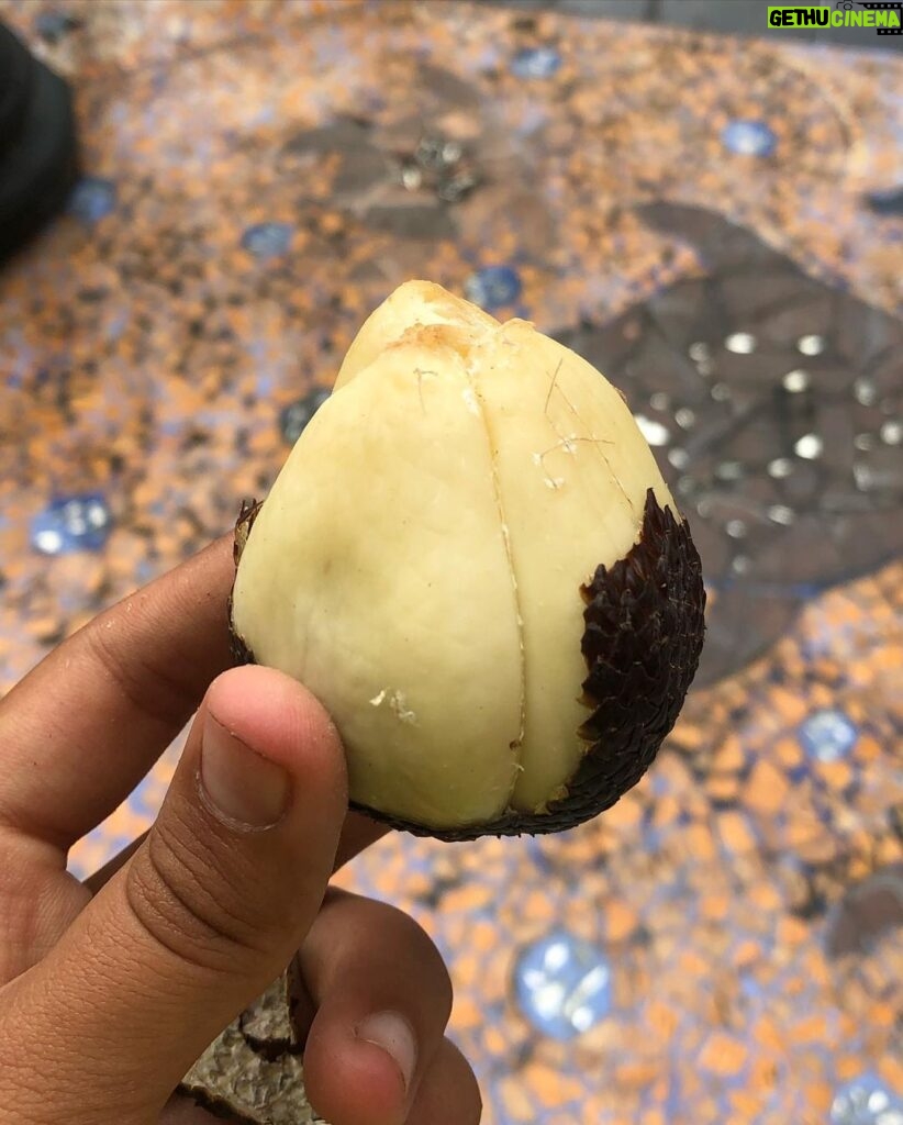 Nidhi Bhanushali Instagram - New tropical fruits unlocked! 1-2 Mangosteen. The most exotic fruit i’ve ever had to opportunity to consume! Found a cart selling it randomly one day in Mangalore and it took our fancy immediately. It also is one of the most expensive fruits I’ve ever bought at ₹400 per kg. because of how rare and difficult to transport it is. 3-4 Red Dragon. Growing up in a fruit fanatic household, white dragon fruit is part of our daily intake but never had i ever eaten a purple one until last week. Oh so tender and so sweet! 5-6 Snake fruit. With the outer shell exactly like that of a snake’s scales and inside not too far away from jackfruit - this fruit, native to Indonesia, is definitely one of its kind. 7 @_ninosaur caught in the moment most probably giving thanks to the universe for make all these fingerlicking delicious fruits! #ninoandfruits