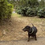 Nidhi Subbaiah Instagram - Evening walks with Abbey (Pablo’s cousin) 🐾❤️ Manchalli