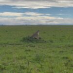Nidhi Subbaiah Instagram - I can’t believe I spotted a cheetah and her cubs on my first game drive in masai mara. Screeching with excitement. Bestesssst African Safaris organised by @jungle_arc @dr.shashank.b.gowda - this guy is an encyclopaedia of wildlife knowledge ! Once, Tony (our local guide) was confused about the name of a certain bird n turned around to ask Doc what the name was. That’s what I mean when I say encyclopaedia 🤍 #masaimara #africa Shot by me on my dear old #12promax 🐥 Ashnil Mara Camp