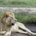 Nidhi Subbaiah Instagram - What a welcome !! 😍❤️😍 One of those moments that gave me goosebumps ❤️ #masaimara Ashnil Mara Camp