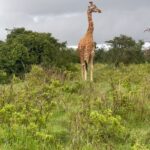 Nidhi Subbaiah Instagram – I said “freeze” ! Guess who lost 😁 #undertheafricansun #giraffed Lake Nakuru National Park