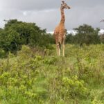 Nidhi Subbaiah Instagram - I said “freeze” ! Guess who lost 😁 #undertheafricansun #giraffed Lake Nakuru National Park
