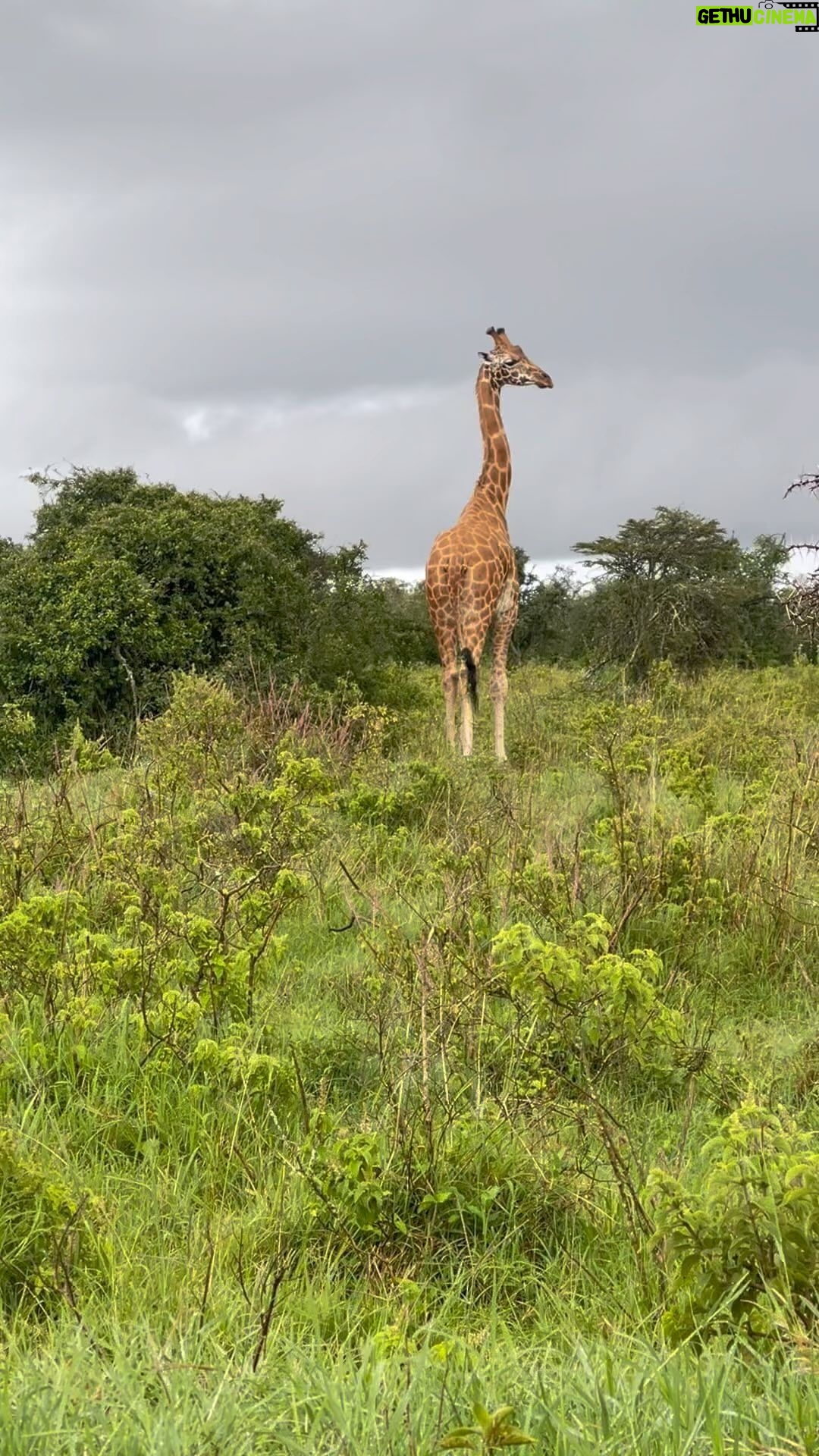 Nidhi Subbaiah Instagram - I said “freeze” ! Guess who lost 😁 #undertheafricansun #giraffed Lake Nakuru National Park