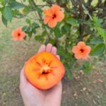 Nimrat Kaur Instagram - Suकoon 🧡♥️ #flameoftheforest #simplejoys #wildheart #nofilter Countryside