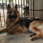 Parvathy Saran Instagram - R A W K Y ❤️ Tough & also soft ✨ . P.S : I still remember the day when my friend Sanjay ( who is the master of Rawky ) brought him home as a tiny little boy…now our Rawky is so muscular & large 🧿 Time flies when you are around pets and the most loyal #germanshepherd Chennai, India