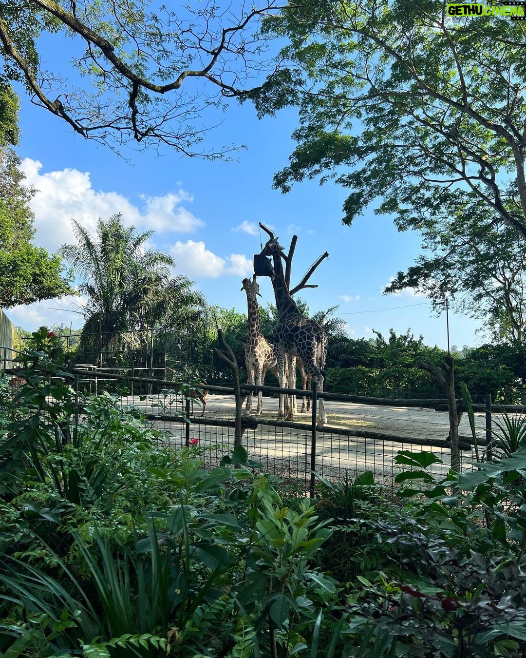Parvathy Saran Instagram - Happy Singapore National Day 🇸🇬 Walked sooo much in this city, sun was bit harsh & couldn’t manage without an umbrella or sunscreen, sign boards were very less which was confusing to find places.. On the other side, I loved their sudden rain, advanced infrastructure, loved the no honking while driving, got really excited about all the branded products shopping, spotted so many Ferrari, Rolls-Royce and Lamborghini on their clean broad roads, happy with their minimal traffic. Got really motivated by their hardworking senior citizens and also observed discipline & silence in public places..Singapore earned High respects ✌️ What was your experience in SG 🇸🇬 !? let me know in the comments. Thank You @gtholidays.in for everything #VibeWithPaaru #VJParvathy #VJPaaru #travel #solotravel #singapore #singaporelife