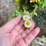Pooja Bhatt Instagram - “Here’s the thing about wildflowers,they take root wherever they are,grow strong through the wind, rain, pain, sunshine, blue skies and starless nights.. they dance,even when it seems there is nothing worth dancing for.. they bloom with or without you” Alisha Christensen #thejoyofbeing #awildflower