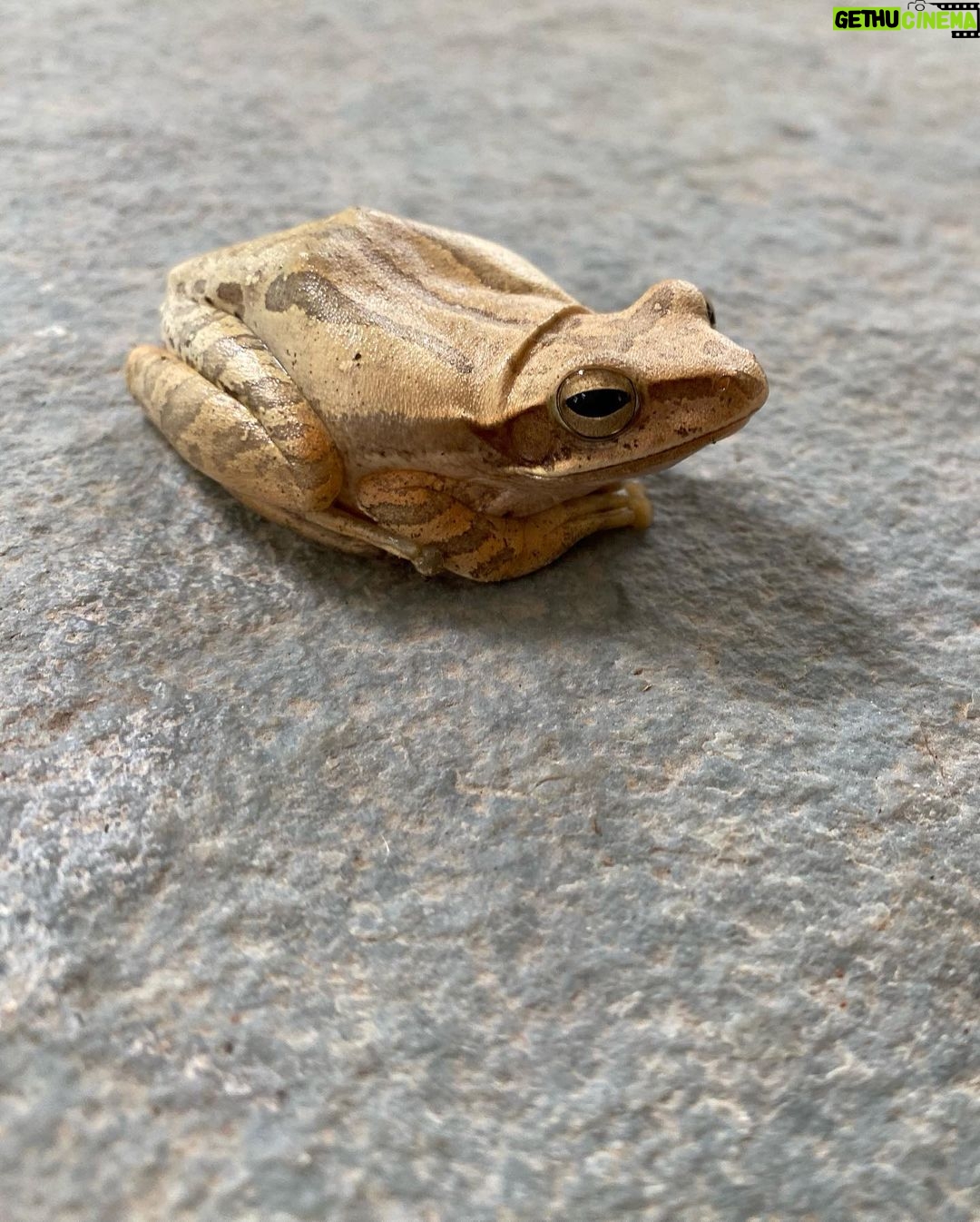 Pooja Bhatt Instagram - The frog Prince! #allcreaturesgreatandsmall #treefrogs #wisemencompany #🐸