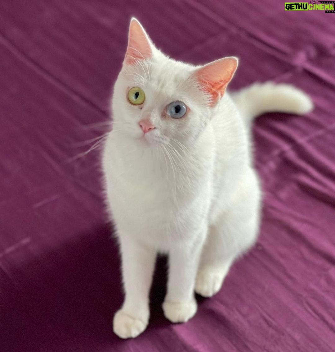 Pooja Sawant Instagram - Happy birthday universe ♥️ angel of my life ♾️🧿 Thank you for saving me .. thank you for bringing blessings into my life with your little paws ♥️🧿🧿🧿