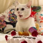 Pooja Sawant Instagram - Happy birthday universe ♥️ angel of my life ♾️🧿 Thank you for saving me .. thank you for bringing blessings into my life with your little paws ♥️🧿🧿🧿