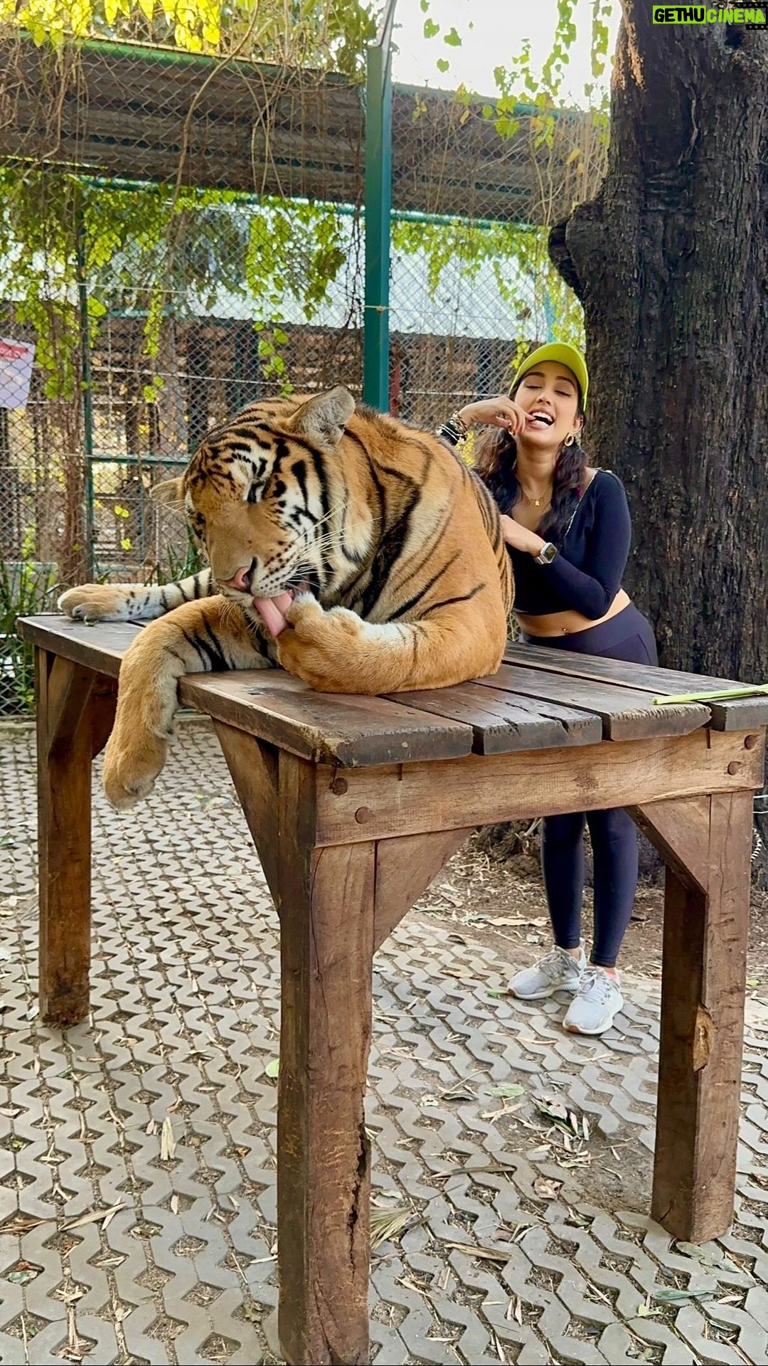 Priyamvada Kant Instagram - No sentiments were harmed while filming this video 🐯