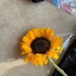 Rashmi Agdekar Instagram – sunset, sunflower and skills of @pranati_rai_prakash 📸💛

Thank you for a lovely evening  Pranati 🌻

#femalegaze #goldenhour