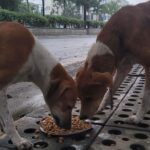 Regina Cassandra Instagram – Chennai Rains 2023 –

#Chennai is badly affected with the #Cyclone making it Flooded & Water logged in several parts of the city !

As many of us come forward to #Help the #Humans in need, please do help the #Voiceless who are in desperate need !

Here are some important things you can do to help the #Animals in need –

* Open the gates & provide space for Animals (this is only temporary), once water reduces, the Animals will return to their regular place,
* Provide Food to the Animals (as the main source of Food of these Animals are from the roadside shops & they are affected badly & shut),
* Report to Helplines if you see an injured, sick or any animal stuck in Water,
* Please share your thoughts to help Animals in your social media & Whatssp groups so that others can help Animals too.

We @ #PFCI will continue to #Feed the Voiceless like during the devastating Chennai Floods in 2015. We will also have more #FoodDistributionDrive & anyone in need of #Food to feed the Voiceless, please do reach out to us.

#Kudos to our #Team for reaching out to the Voiceless !!

Photo Credits – @mano._r 

#ChennaiRains
#ChennaiRains2023

#Rain #HeavyRains #Flood #Chennai #Help #Needy #CrueltyFree #StrayKids #Dogs #Cats #Cow #Water #Volunteer #Activism #Welfare #Kindness #Compassion