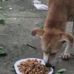 Regina Cassandra Instagram – Chennai Rains 2023 –

#Chennai is badly affected with the #Cyclone making it Flooded & Water logged in several parts of the city !

As many of us come forward to #Help the #Humans in need, please do help the #Voiceless who are in desperate need !

Here are some important things you can do to help the #Animals in need –

* Open the gates & provide space for Animals (this is only temporary), once water reduces, the Animals will return to their regular place,
* Provide Food to the Animals (as the main source of Food of these Animals are from the roadside shops & they are affected badly & shut),
* Report to Helplines if you see an injured, sick or any animal stuck in Water,
* Please share your thoughts to help Animals in your social media & Whatssp groups so that others can help Animals too.

We @ #PFCI will continue to #Feed the Voiceless like during the devastating Chennai Floods in 2015. We will also have more #FoodDistributionDrive & anyone in need of #Food to feed the Voiceless, please do reach out to us.

#Kudos to our #Team for reaching out to the Voiceless !!

Photo Credits – @mano._r 

#ChennaiRains
#ChennaiRains2023

#Rain #HeavyRains #Flood #Chennai #Help #Needy #CrueltyFree #StrayKids #Dogs #Cats #Cow #Water #Volunteer #Activism #Welfare #Kindness #Compassion