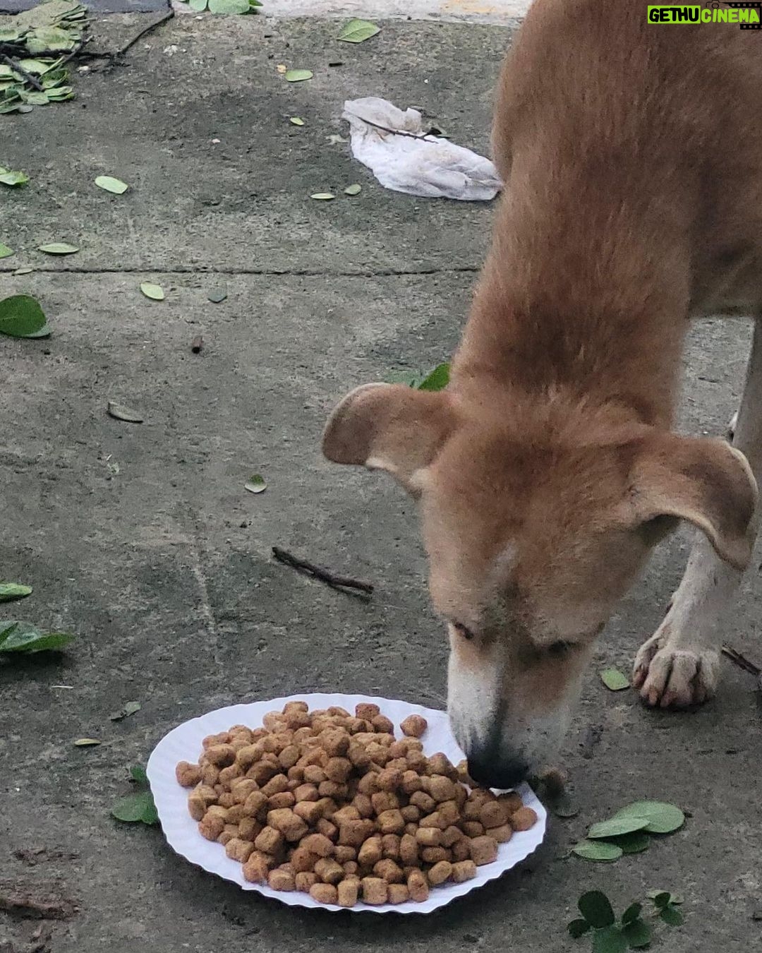 Regina Cassandra Instagram - Chennai Rains 2023 - #Chennai is badly affected with the #Cyclone making it Flooded & Water logged in several parts of the city ! As many of us come forward to #Help the #Humans in need, please do help the #Voiceless who are in desperate need ! Here are some important things you can do to help the #Animals in need - * Open the gates & provide space for Animals (this is only temporary), once water reduces, the Animals will return to their regular place, * Provide Food to the Animals (as the main source of Food of these Animals are from the roadside shops & they are affected badly & shut), * Report to Helplines if you see an injured, sick or any animal stuck in Water, * Please share your thoughts to help Animals in your social media & Whatssp groups so that others can help Animals too. We @ #PFCI will continue to #Feed the Voiceless like during the devastating Chennai Floods in 2015. We will also have more #FoodDistributionDrive & anyone in need of #Food to feed the Voiceless, please do reach out to us. #Kudos to our #Team for reaching out to the Voiceless !! Photo Credits - @mano._r #ChennaiRains #ChennaiRains2023 #Rain #HeavyRains #Flood #Chennai #Help #Needy #CrueltyFree #StrayKids #Dogs #Cats #Cow #Water #Volunteer #Activism #Welfare #Kindness #Compassion