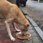 Regina Cassandra Instagram – Chennai Rains 2023 –
#Chennai is badly affected with the #Cyclone making it Flooded & Water logged in several parts of the city !
As many of us come forward to #Help the #Humans in need, please do help the #Voiceless who are in desperate need !
Here are some important things you can do to help the #Animals in need –
* Open the gates & provide space for Animals (this is only temporary), once water reduces, the Animals will return to their regular place,
* Provide Food to the Animals (as the main source of Food of these Animals are from the roadside shops & they are affected badly & shut),
* Report to Helplines if you see an injured, sick or any animal stuck in Water,
* Please share your thoughts to help Animals in your social media & Whatssp groups so that others can help Animals too.
We @ #PFCI will continue to #Feed the Voiceless like during the devastating Chennai Floods in 2015. We will also have more #FoodDistributionDrive & anyone in need of #Food to feed the Voiceless, please do reach out to us.
#Kudos to our #Team for reaching out to the Voiceless !!
Photo Credits – @mano._r
#ChennaiRains
#ChennaiRains2023
#Rain #HeavyRains #Flood #Chennai #Help #Needy #CrueltyFree #StrayKids #Dogs #Cats #Cow #Water #Volunteer #Activism #Welfare #Kindness #Compassion